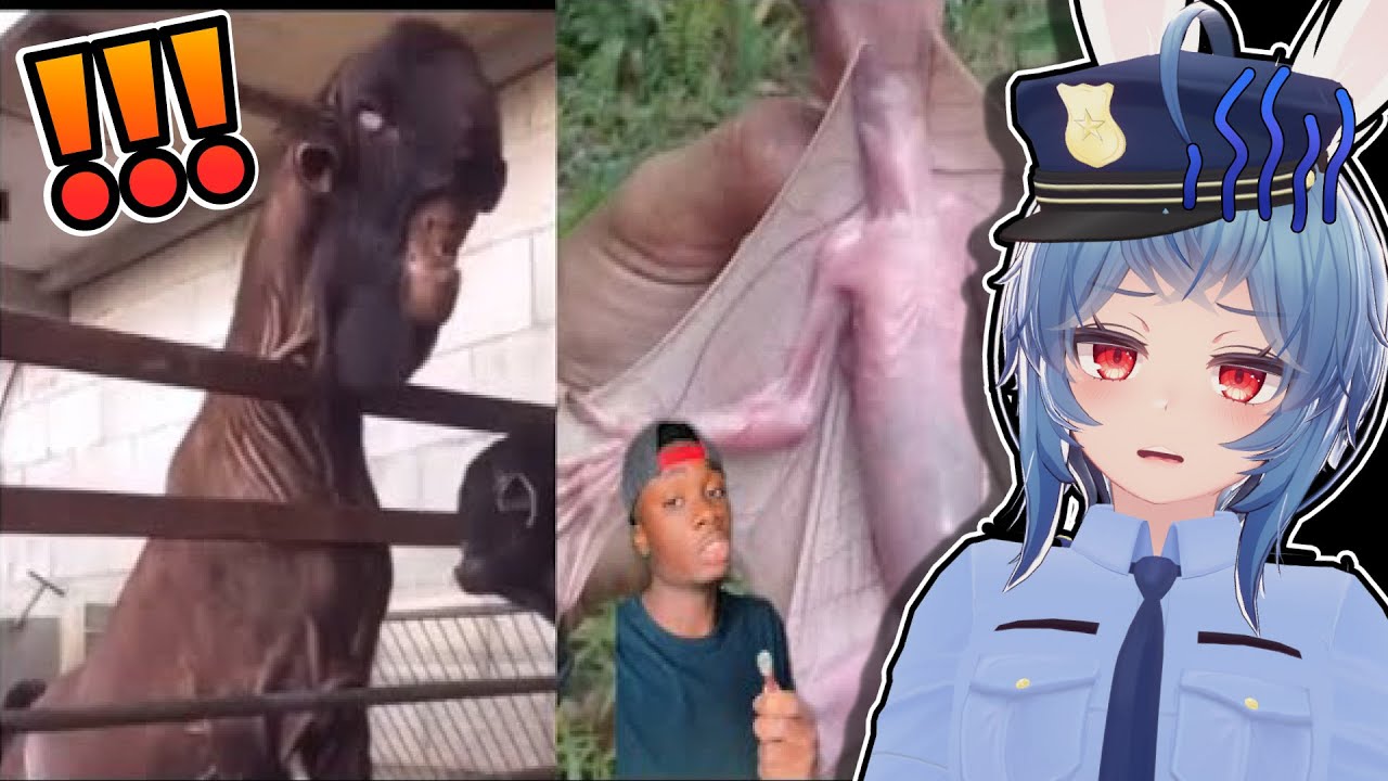 If you never saw it before, you wouldn’t believe it was real | Erundel Reacts