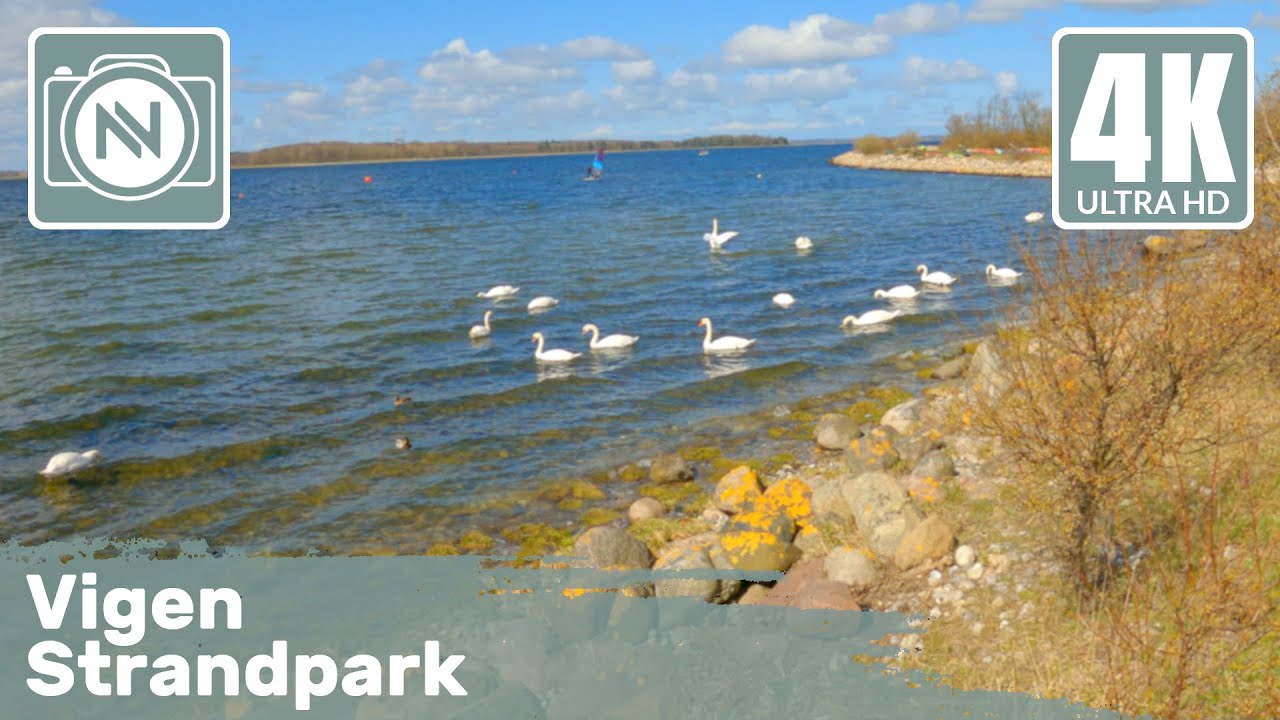 4K Virtual Walk - Vigen Strandpark, Roskilde, Denmark. A nice beach walk with surfers & Swans 🦢