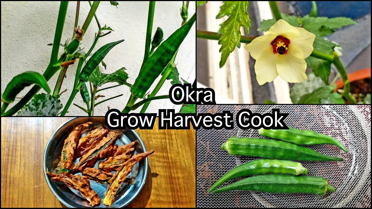 How to grow okra at home | Grow from seeds , Harvest , cook | Grow Bhindi in pot |  Okra in pots