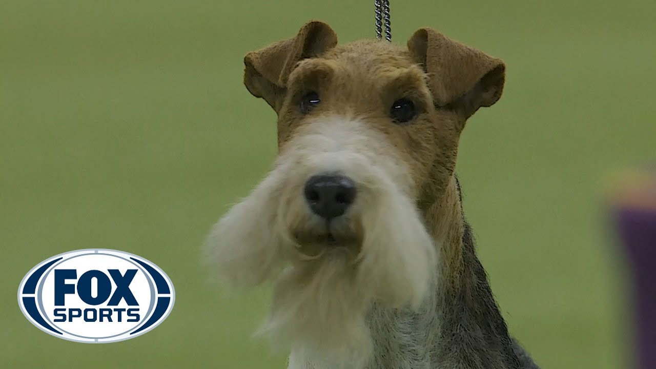 King wins Best in Show at the 2019 Westminster Kennel Club Dog Show | FOX SPORTS