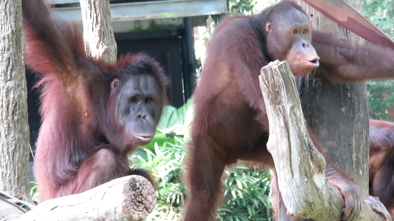 A distant bird irritates the orangutans / 遠くの鳥にイラつくオランウータンたち