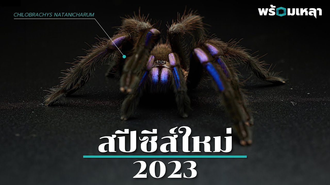 10 สัตว์สปีชีส์ใหม่ที่ถูกค้นพบในปี 2023