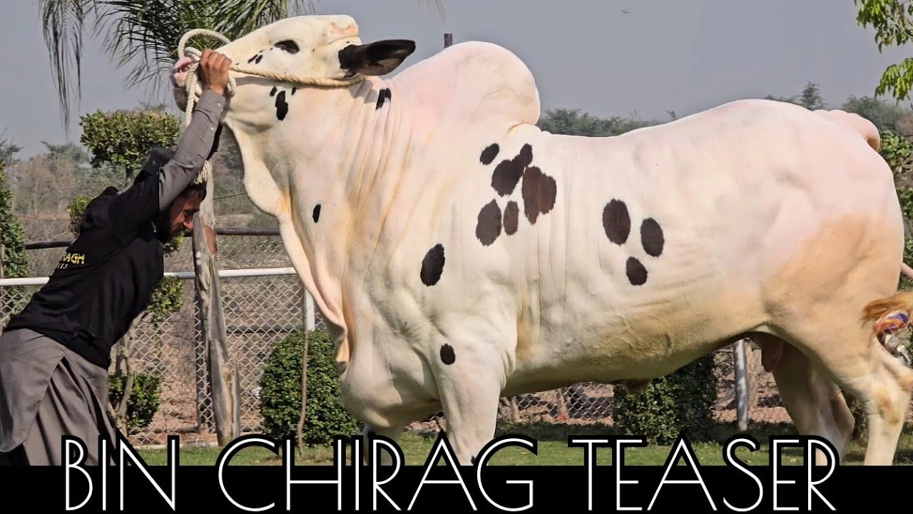 Bin Chirag Cattle Teaser - Most Beautiful Fateh Jang Bulls 2026 - Season 2026 JNTV