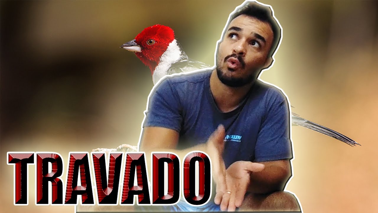 galo de campina nao quer cantar como foguear (Paroaria Dominicana) galo de campina travado que fazer