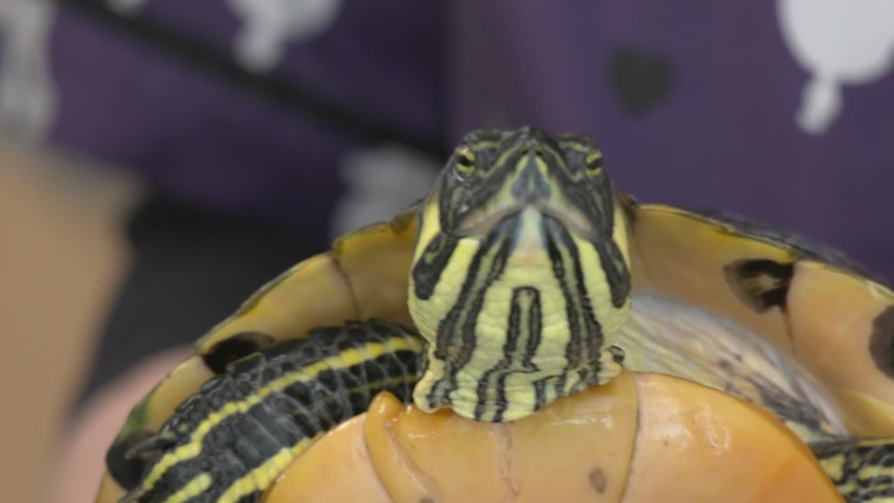 Capital Region BOCES students foster rescued turtle