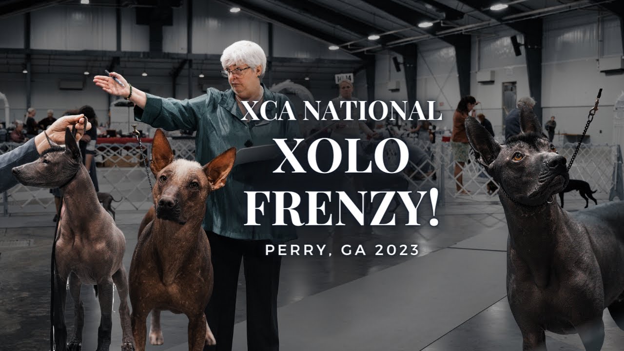 Xolo Frenzy - Xolo Club of America National