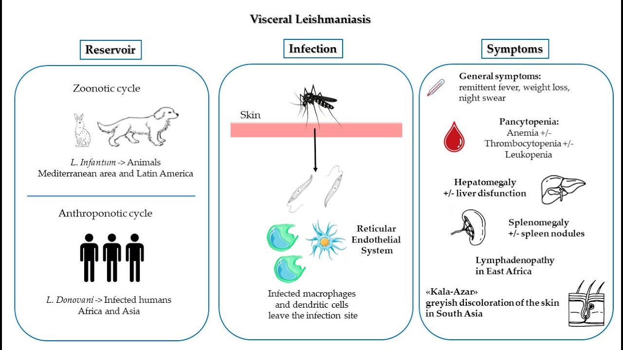 Патогенез висцерального лейшманиоза: проникновение и передача, ранняя стадия инфекции, распростра...