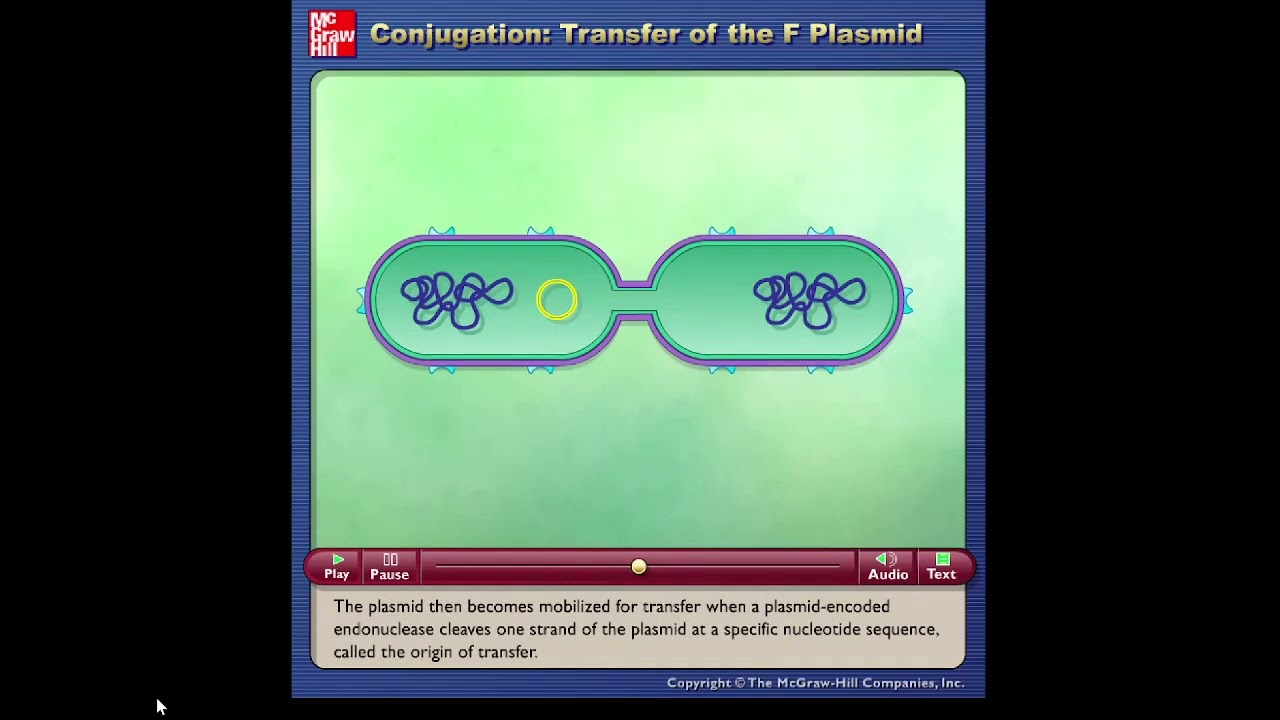 Conjugation: Transfer of F plasmid