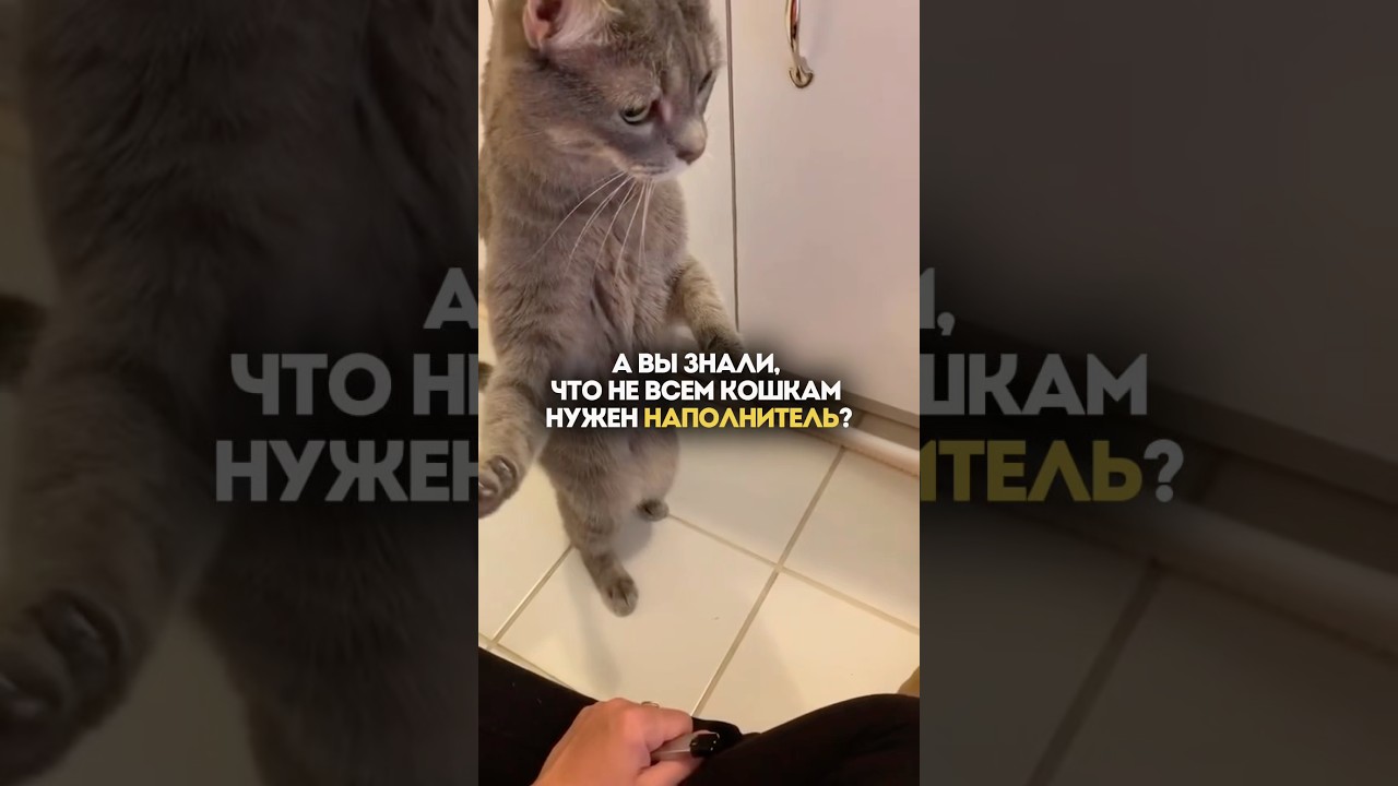 Наши пелёнки (арт. ВБ #WW276455) 🐈💓