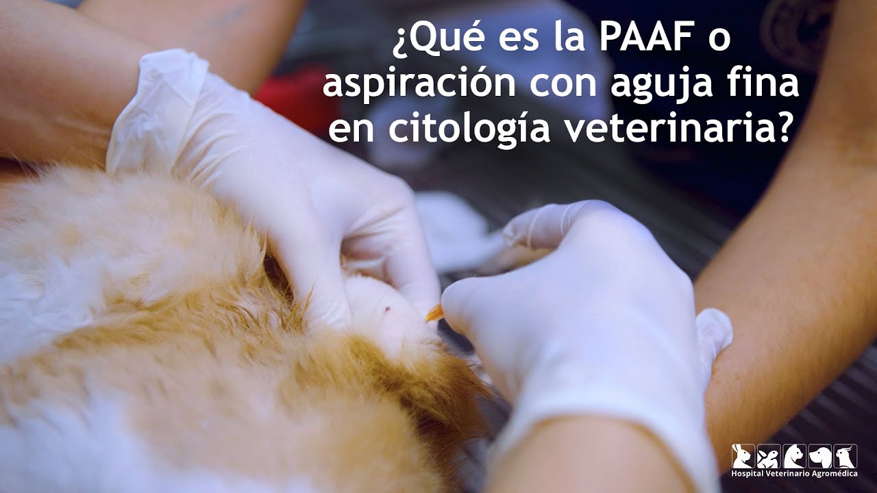 &iquest;Qu&eacute; es la PAAF o aspiraci&oacute;n con aguja fina en citolog&iacute;a veterinaria?