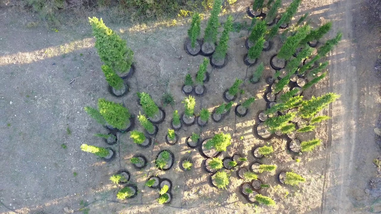 Large Cypress Trees - New Root Growth & Development