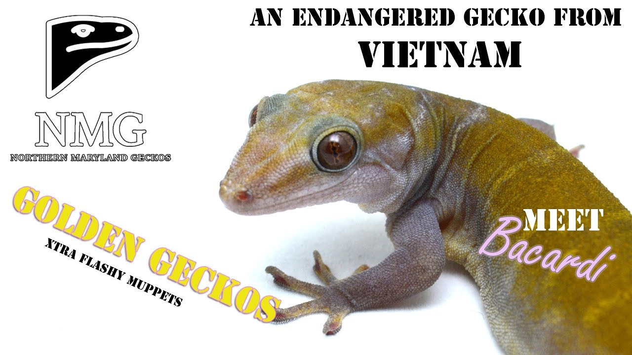 GOLDEN GECKOS!