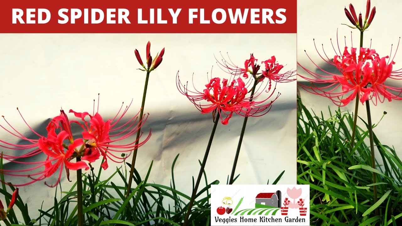 Red Spider Lily Flowers blooms with Flowers Spikes tips at Asim Rooftop Garden | #LycorisRadiata