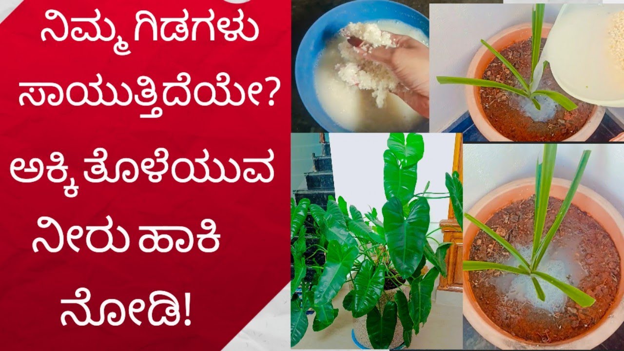 ನಿಮ್ಮ ಗಿಡಗಳು🌱 ಸಾಯುತ್ತಿದೆಯೇ?ಅಕ್ಕಿ ತೊಳೆಯುವ ನೀರು ಹಾಕಿ ನೋಡಿ! #RiceWaterforplants #plantingtips