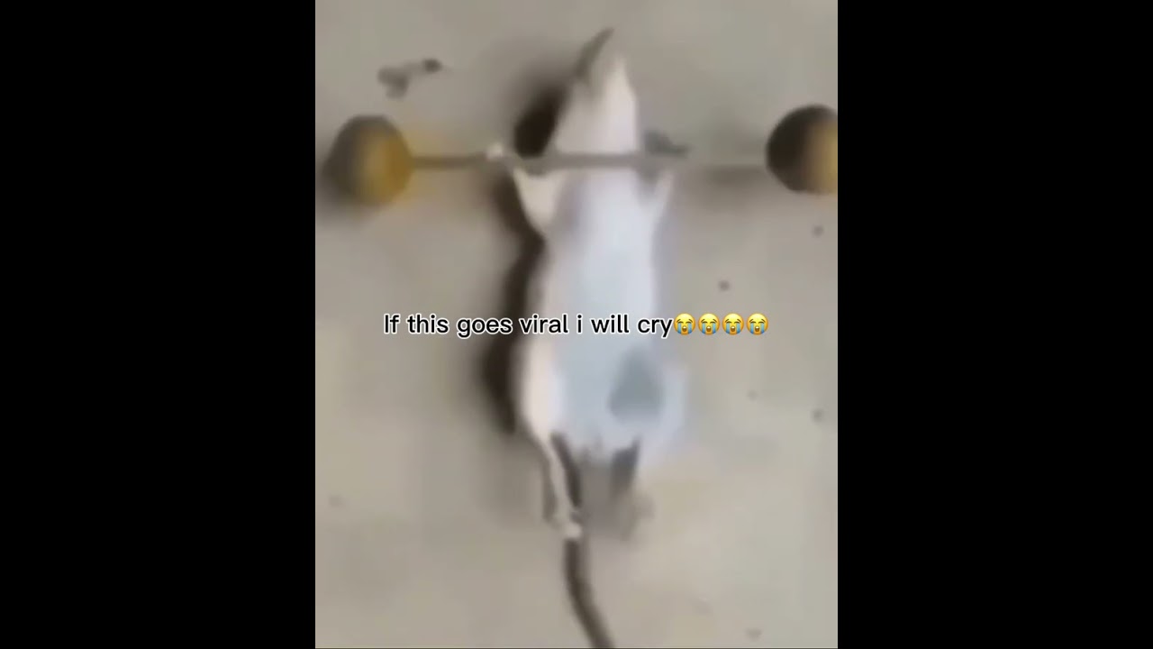 If this goes viral i will cry 😭😭😭#funny #memes #comedy #youtubeshorts #mice 