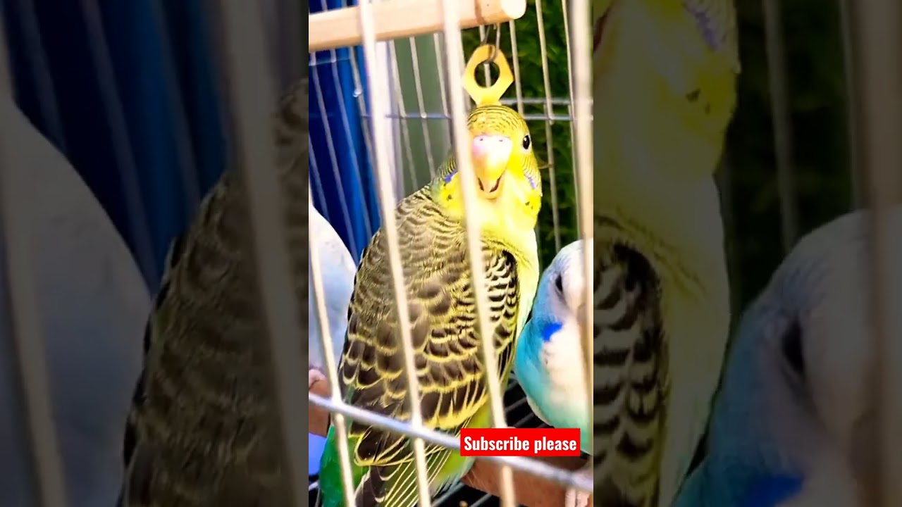 Natural sound of bird/bird sound/#shorts
