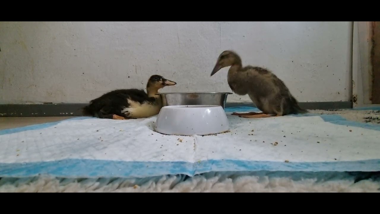 Gizmo and Monterey Duck eat and drink | The Duck Family