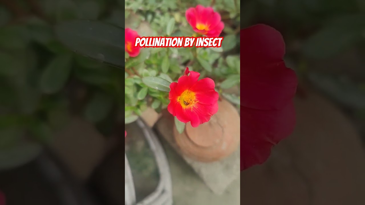 Pollination by Insect-Entymophily