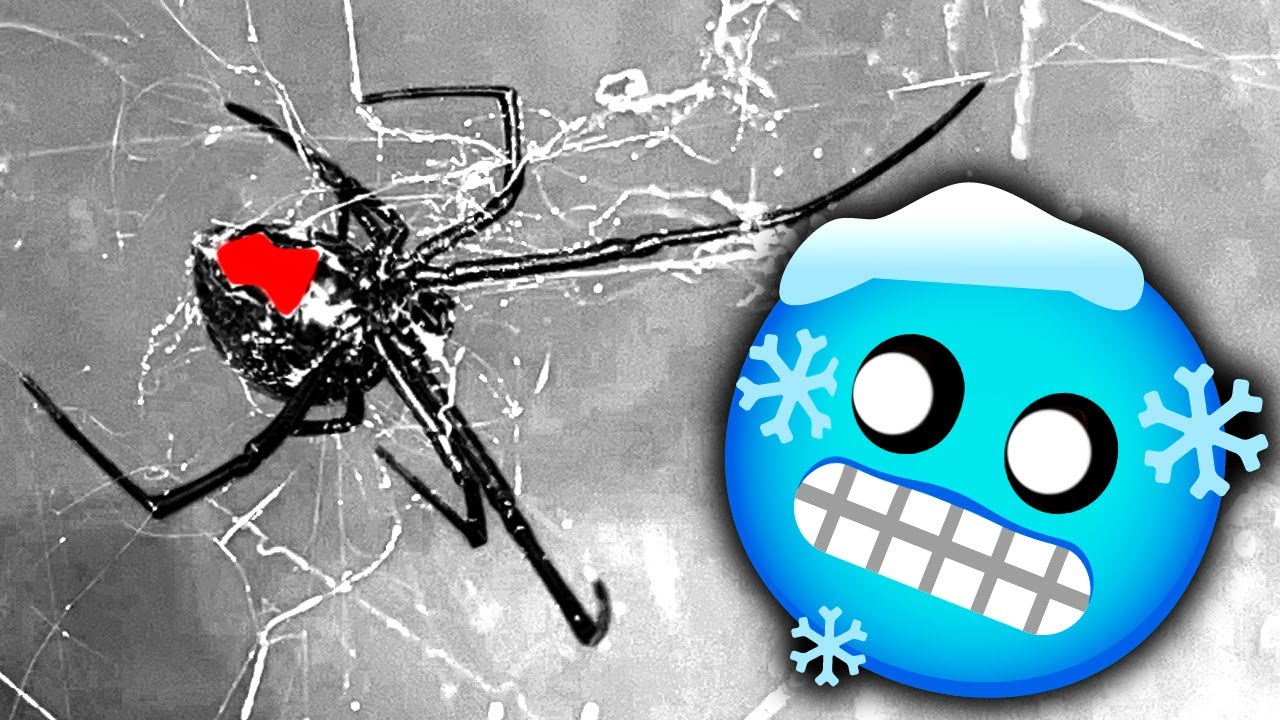 Redback Spider Rare Winter Solstice Roundup 🔥🔥🔥🔥🔥