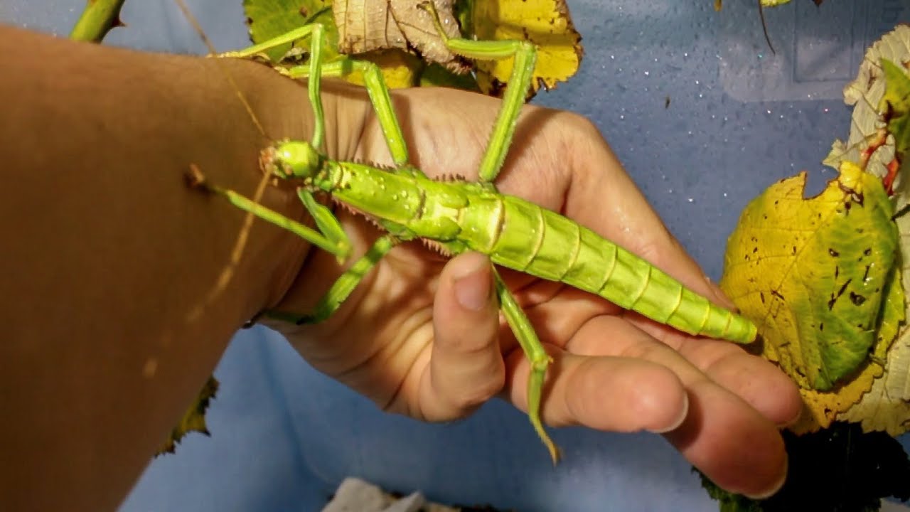 Big brutal-looking monster is a harmless pet (D. gigantea) [Inferion7]