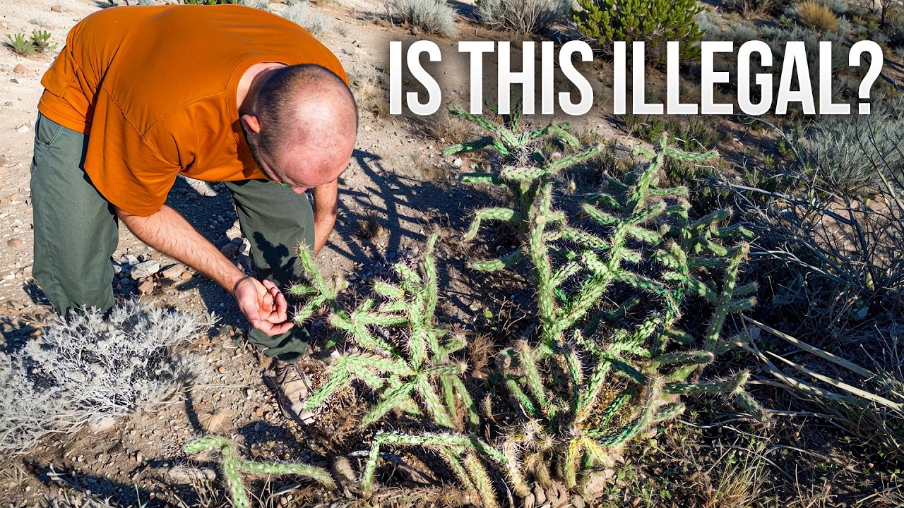 We Were Told to Burn This Plant... But Now It's The Solution