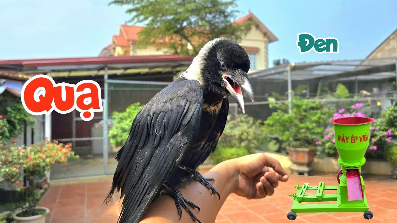 Lần Đầu Nu&ocirc;i Thử Quạ Đen V&agrave; Mua Được M&aacute;y L&agrave;m C&aacute;m Si&ecirc;u To / Quế Nghịch