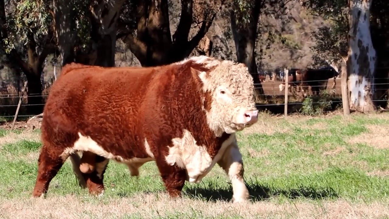 Toros PP Polled Hereford - Remate Nº69 Cabaña Jotabe