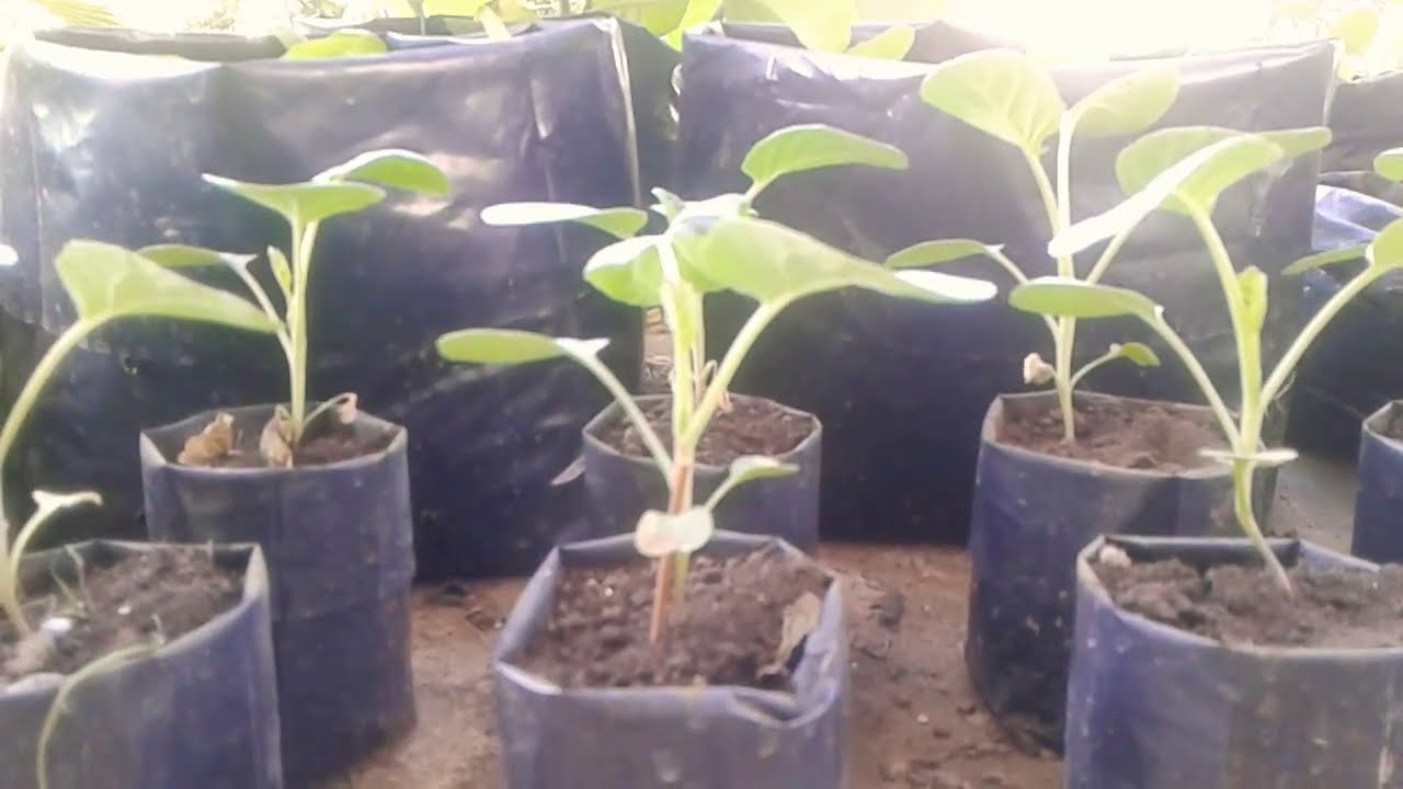 Tanam Kailan