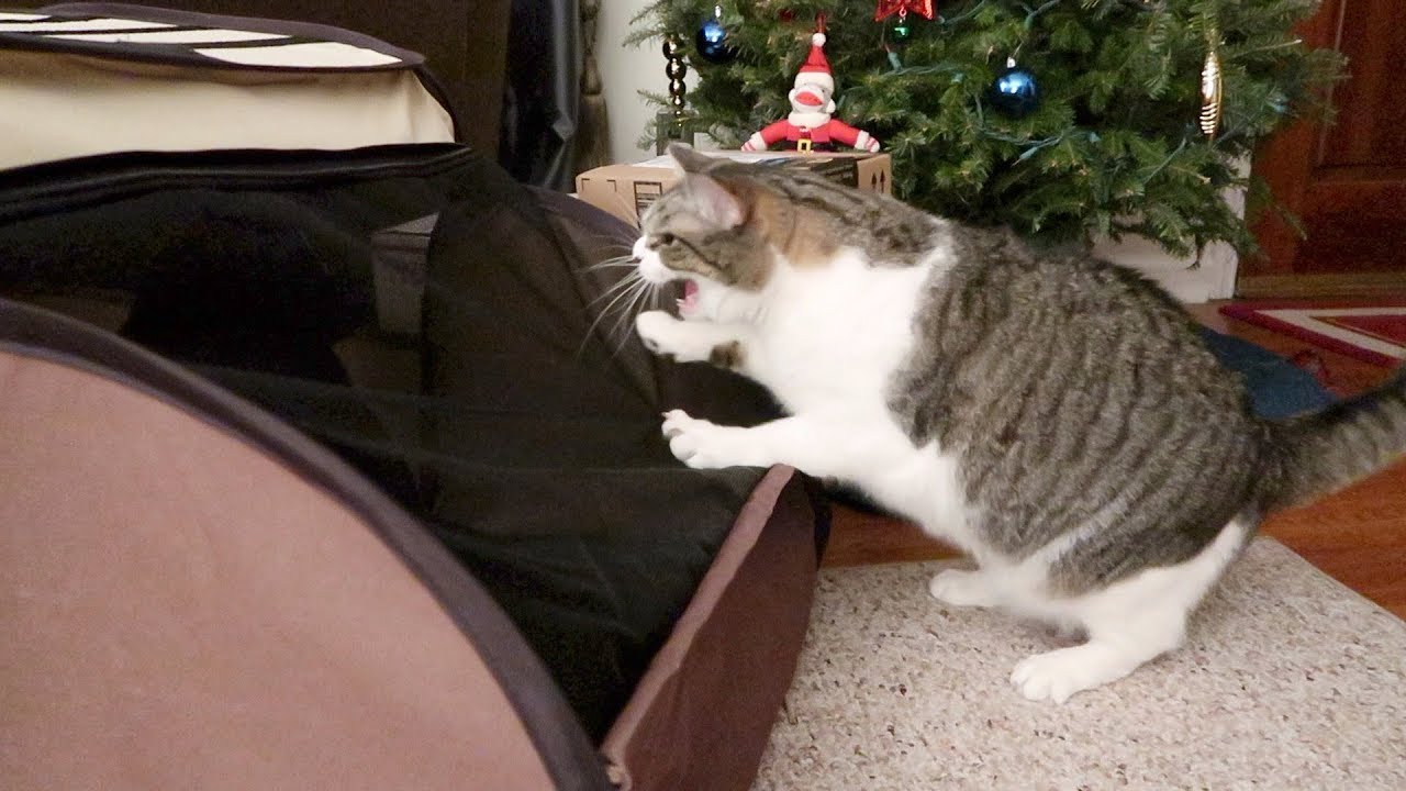 Boo Day 163 - Stella's Still Hissing And Treats For Everyone - Training And Socializing A Feral Cat