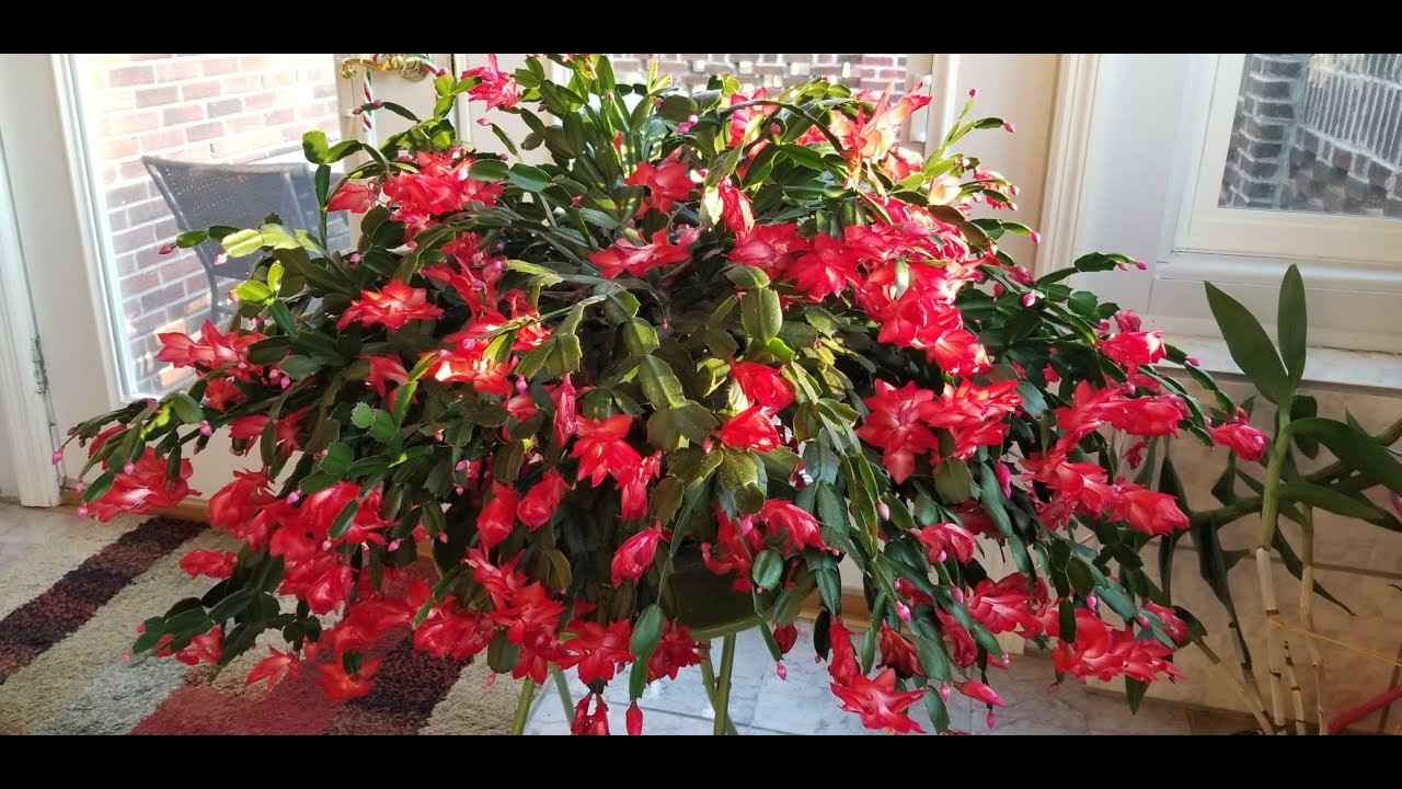 Thanksgiving/Christmas Cactus Care for Summer: Water, Fertilizer, Light