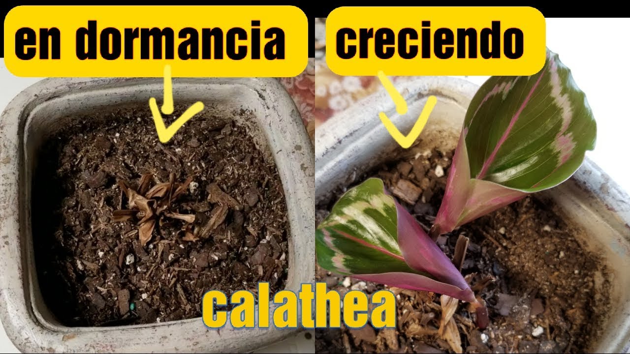 Dormancia en la calathea: calathea en dormancia despierta