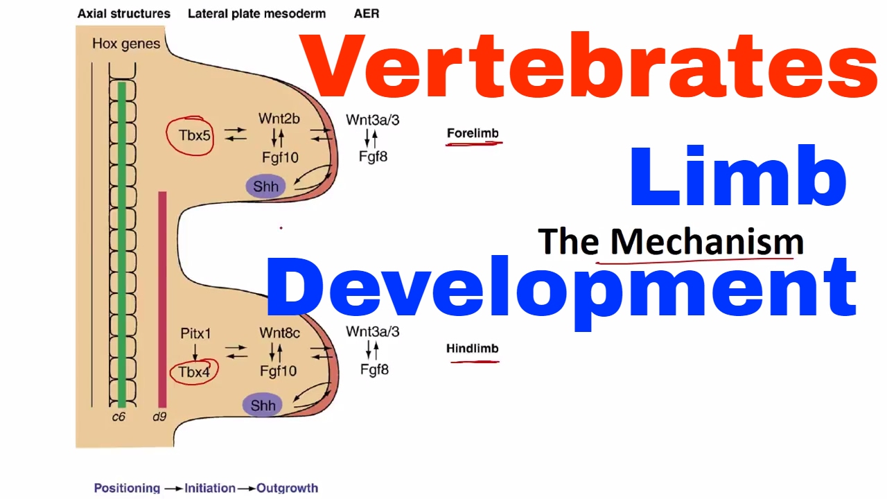 Limb development in vertebrates