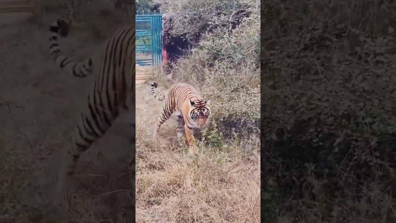 Ranthambore Tiger Reserve||Jungle Safari me entry get ke pas jhadiyo me jate Tiger ki sighting hui||