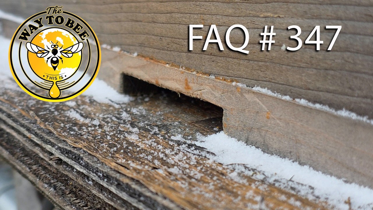Backyard Beekeeping Q&A 347 clean your dead outs and get ready for swarms.