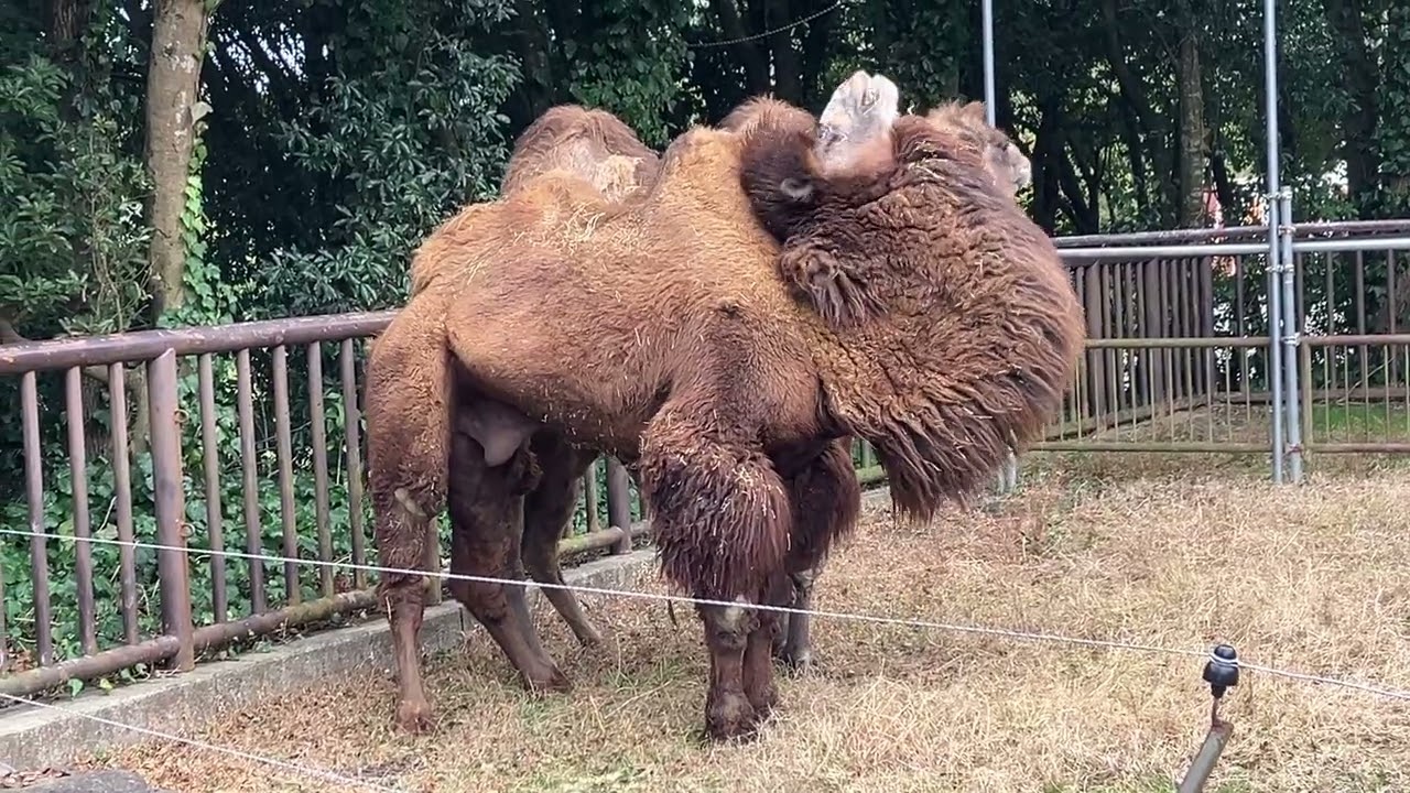 とべ動物園フタコブラクダ　2026/2/6