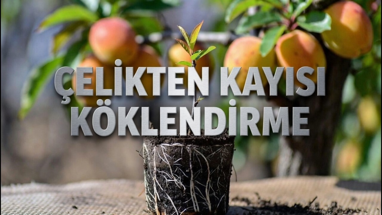kayısı çelikten üretilme  --köklendirme