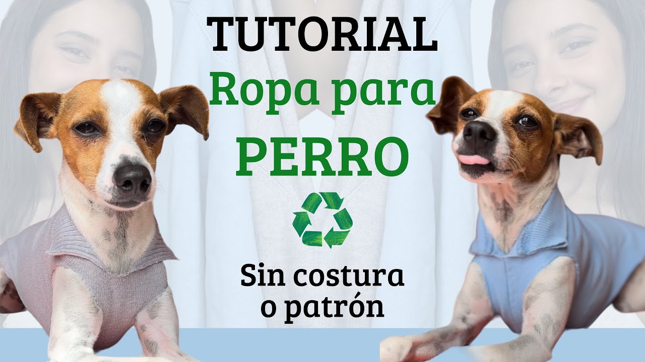 CÓMO HACER ROPA PARA PERRO 🐶sin patrón ni costura ♻️ #diy #tutorial
