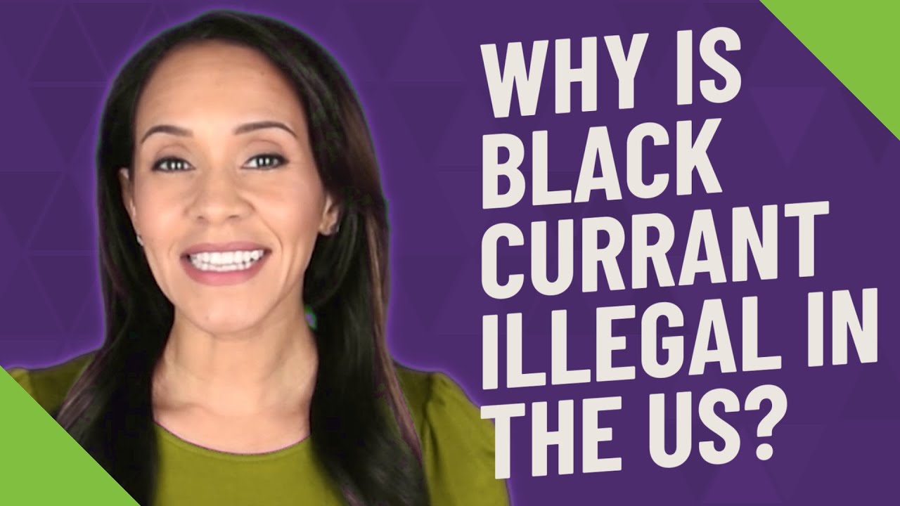 Why is black currant illegal in the US?