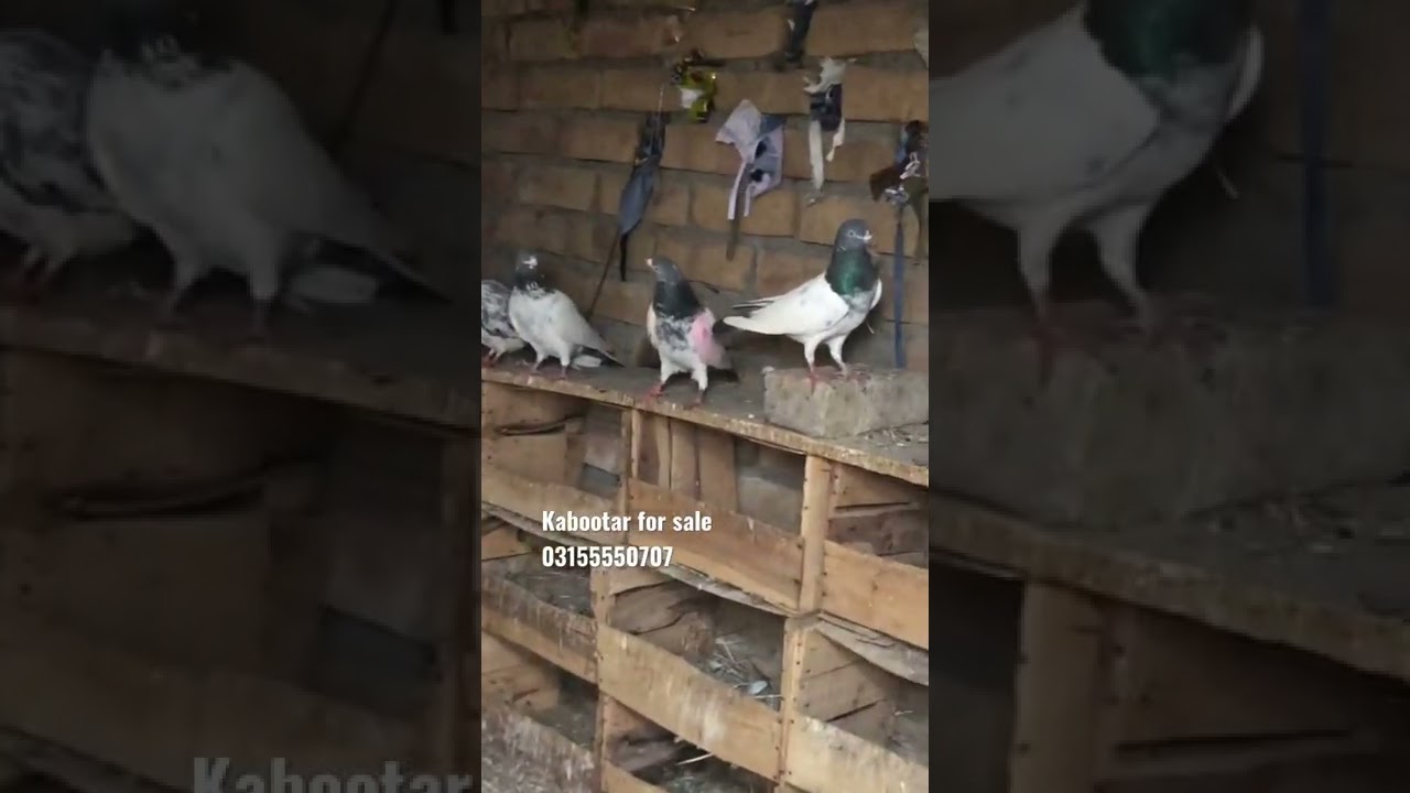 Kabootar for sale in Rawalpindi