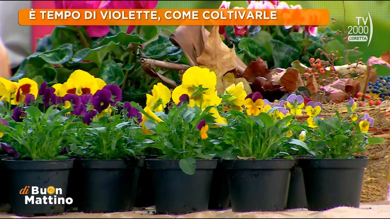 Di Buon Mattino (Tv2000) - Come prendersi cura dei ciclamini e delle violette