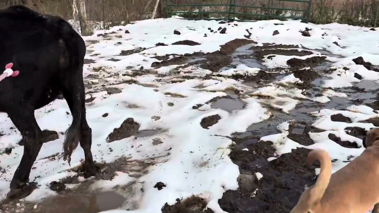Movin’ Momma Cow