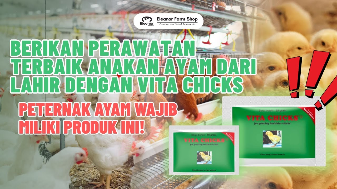 {Program MMM} Mbak Mawar Menjelaskan Manfaat Penting Vitachicks untuk anak ayam baru lahir.
