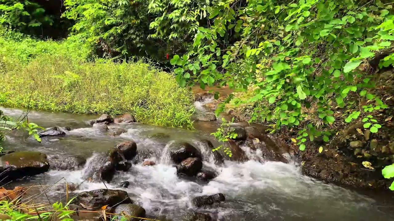 🌿 Let Go Stress 💦 Calm Forest River Flow For Deep Sleep And Relaxation | 4K