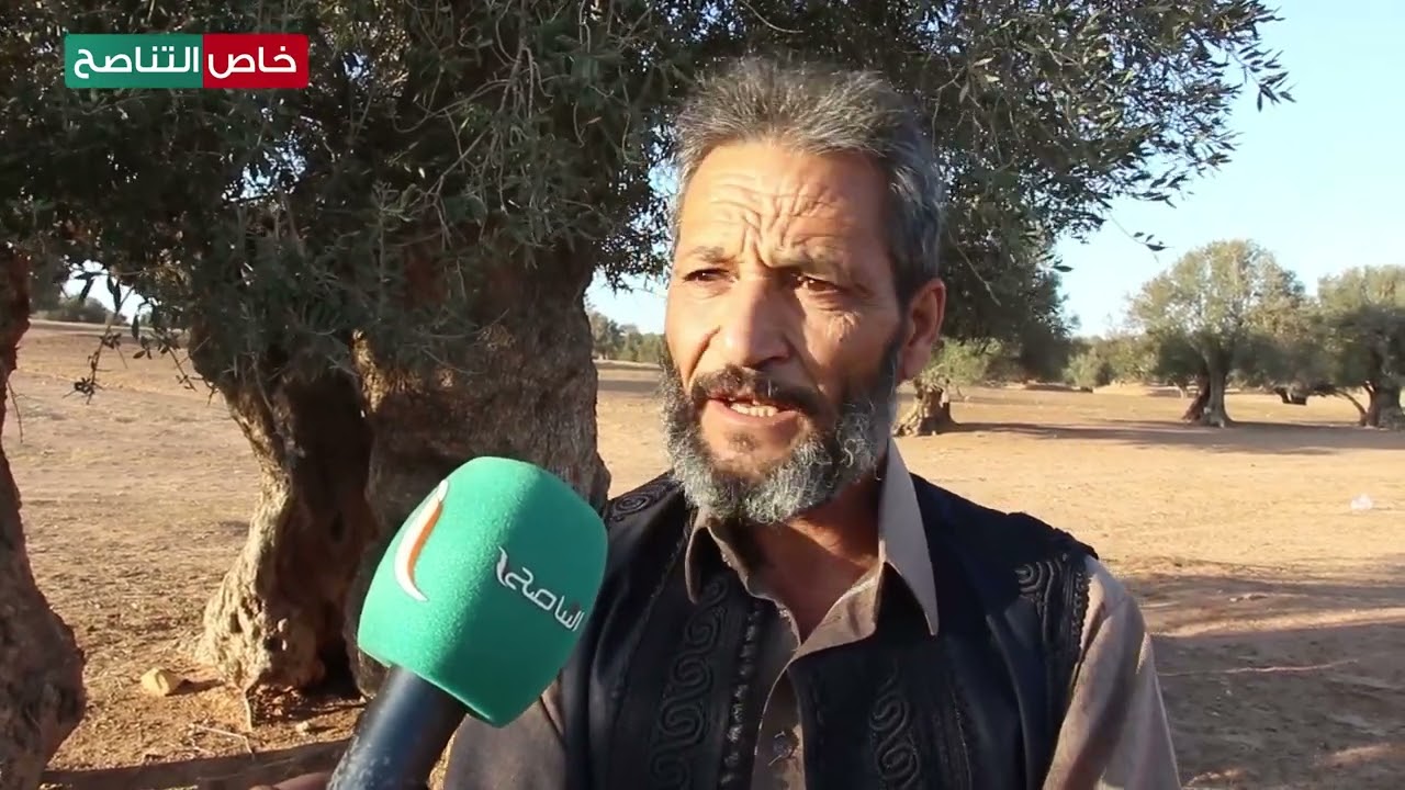 أشجار الزيتون في مسلاتة يصل عمر بعضها إلى ألف سنة.. أستاذ الآثار والتاريخ أسامة العزومي