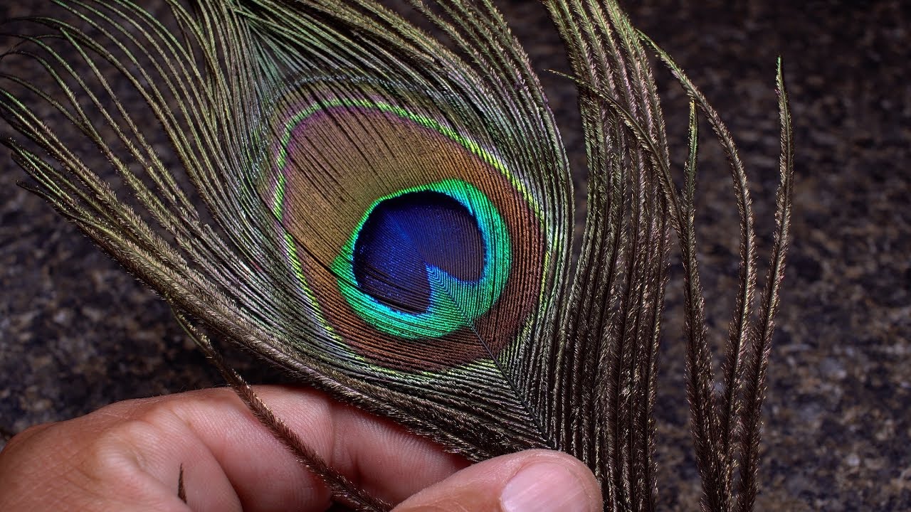 Geeking out on Peacock Herl - Part 2