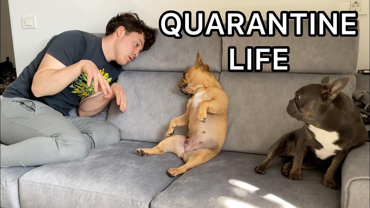 Quarantine Life With 2 Dogs