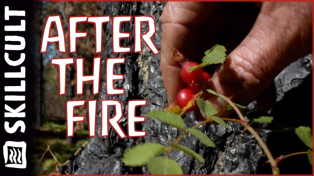 After The Burn: New Life & Fire Ecology, Lake County California