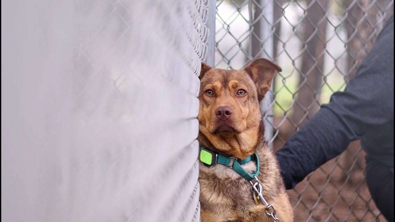 Adopting a Fearful Dog: Cozy's Story