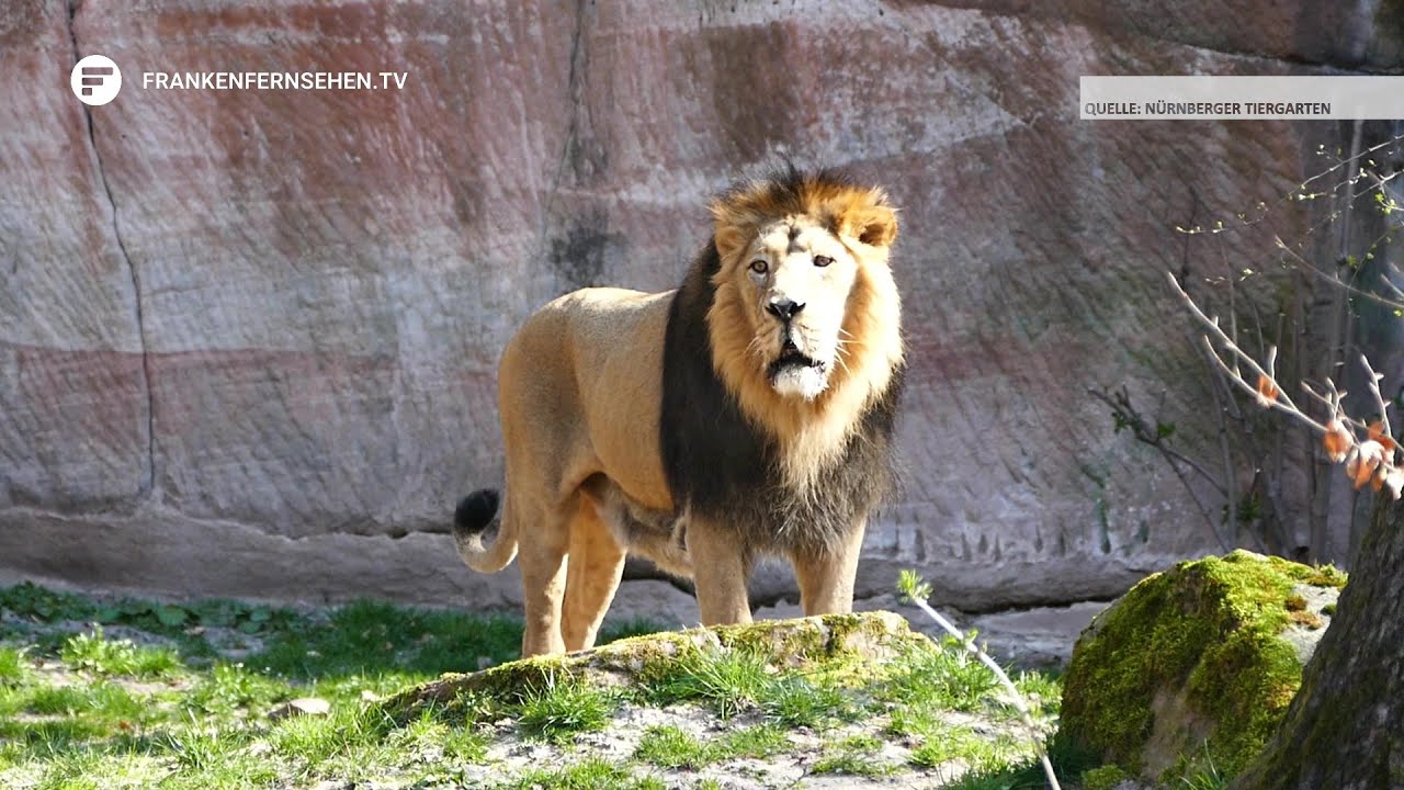 Tiergarten Nürnberg: Finanzielle Sorgen nach Zwangsschließung