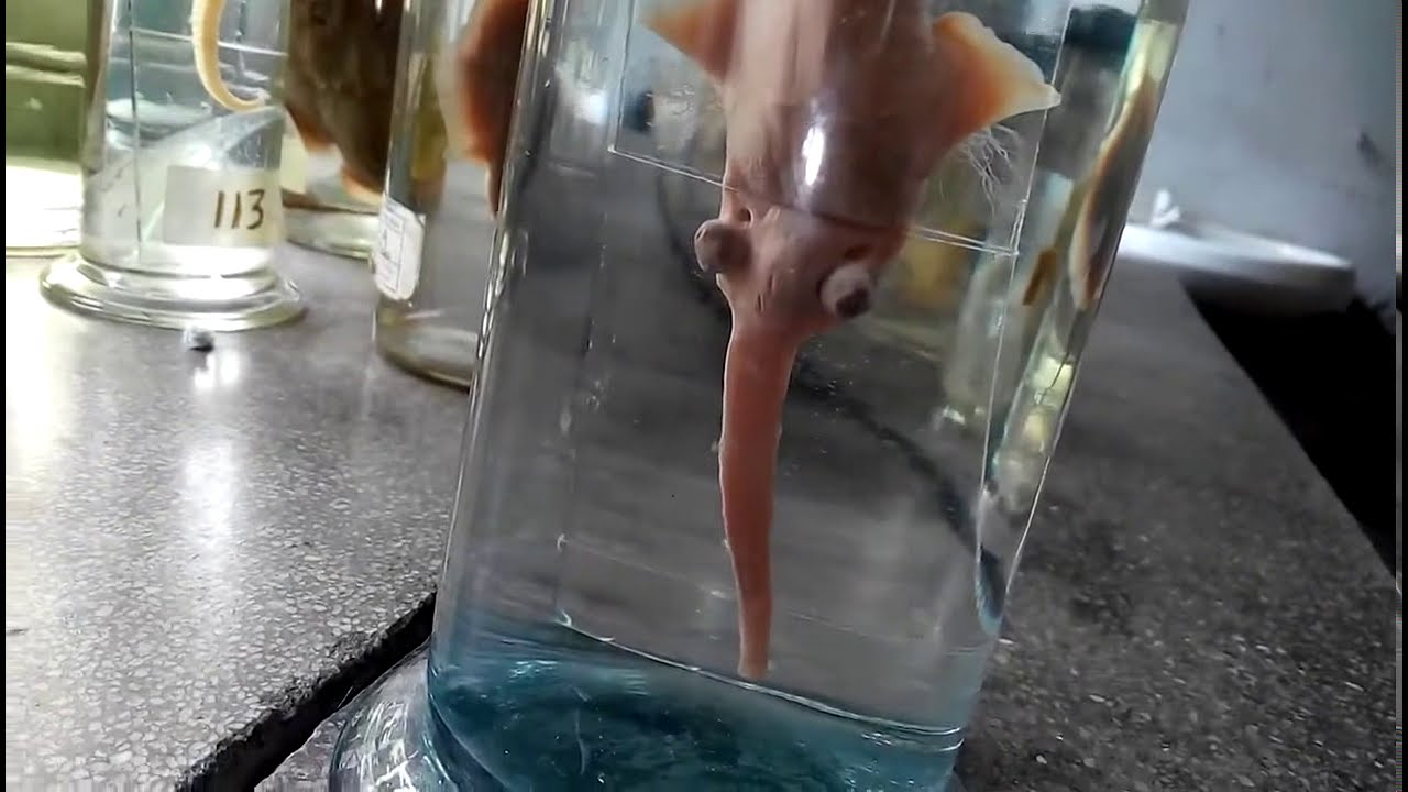 Lab Specimen Pristis (Sawfish)